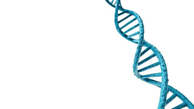 DNA Helical Model